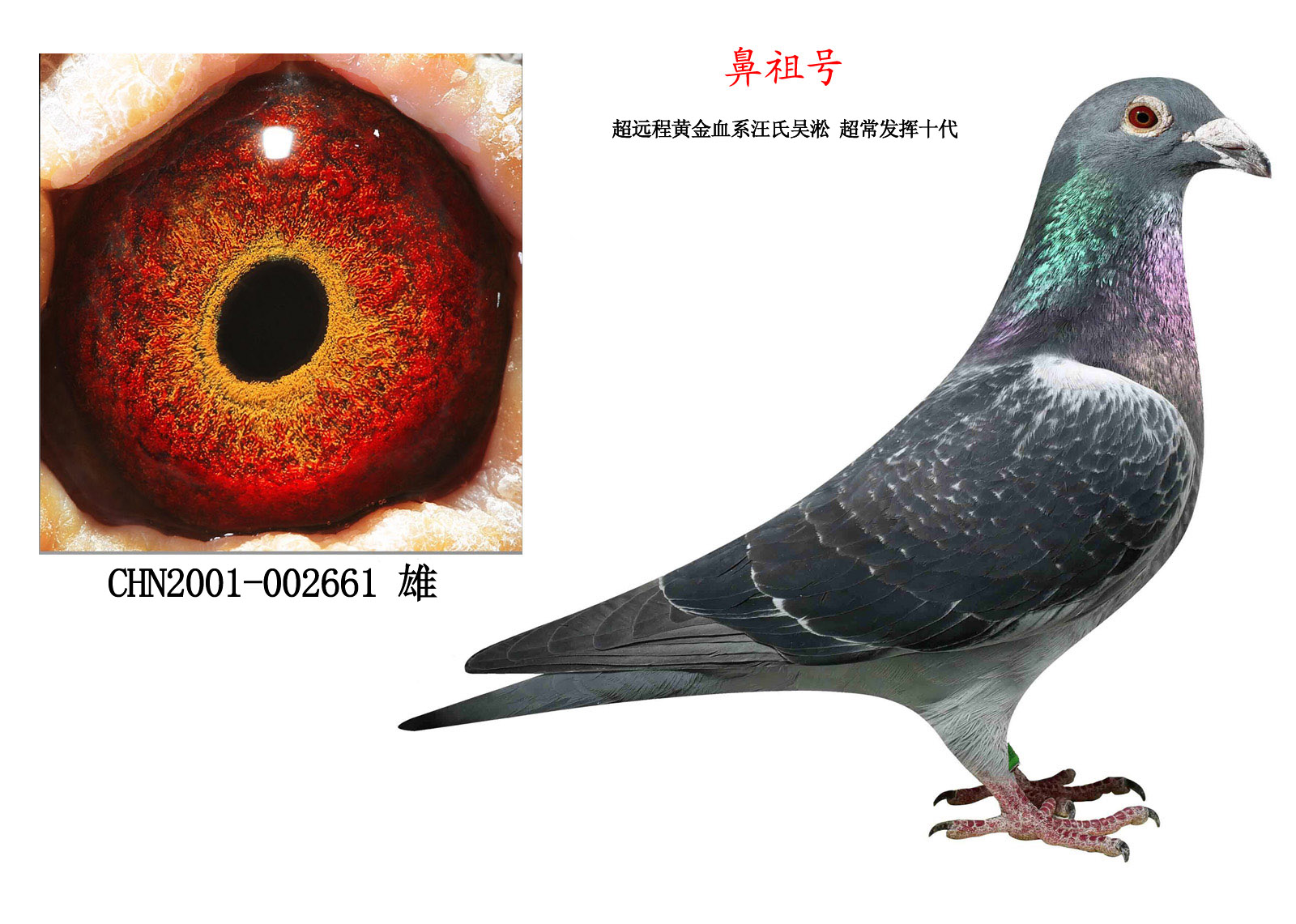 鸭脖官网登录