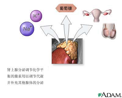 鸭脖官网